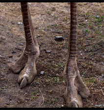 нога страуса