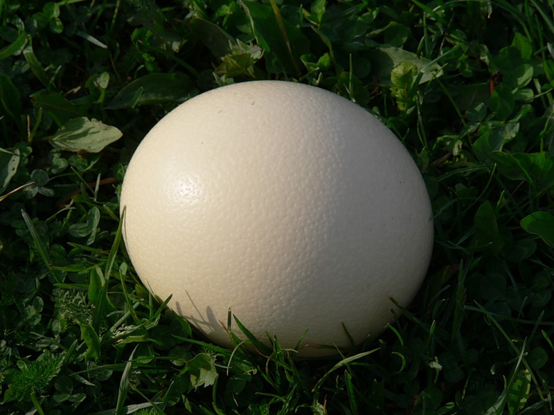 яйцо страуса